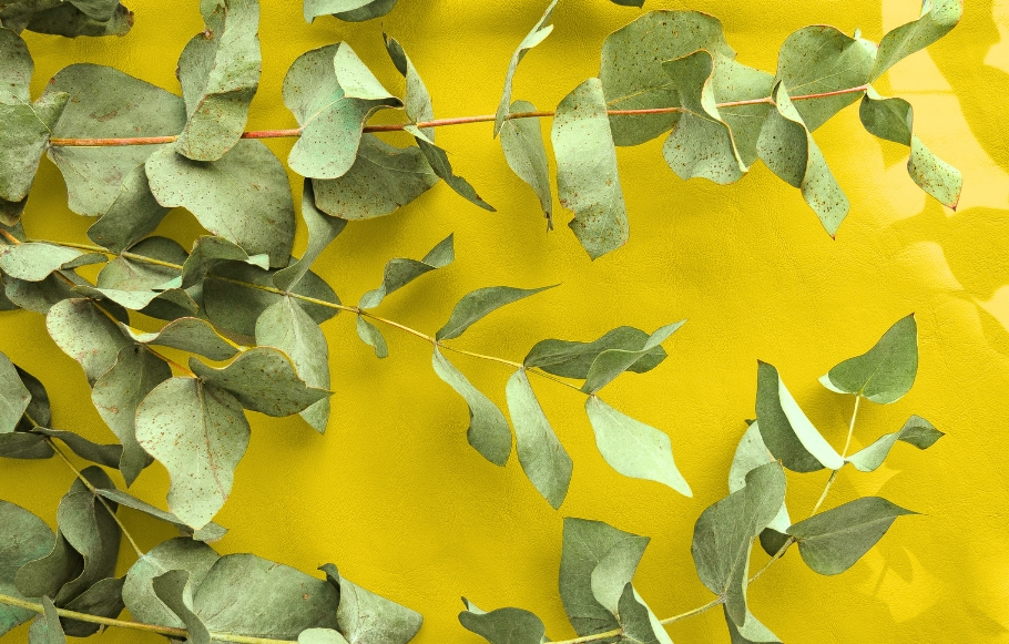 eucalyptus plant on yellow background