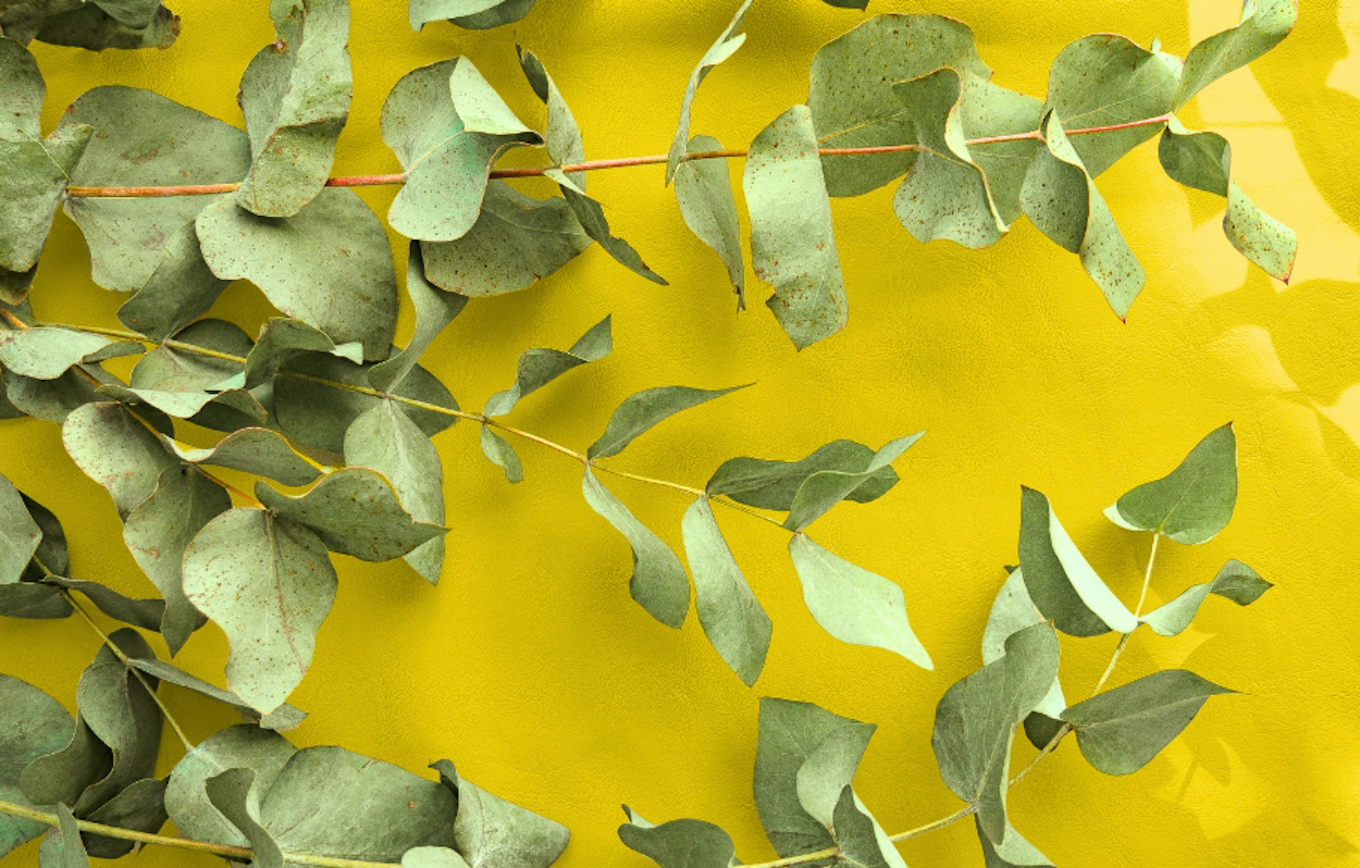 eucalyptus plant on yellow background