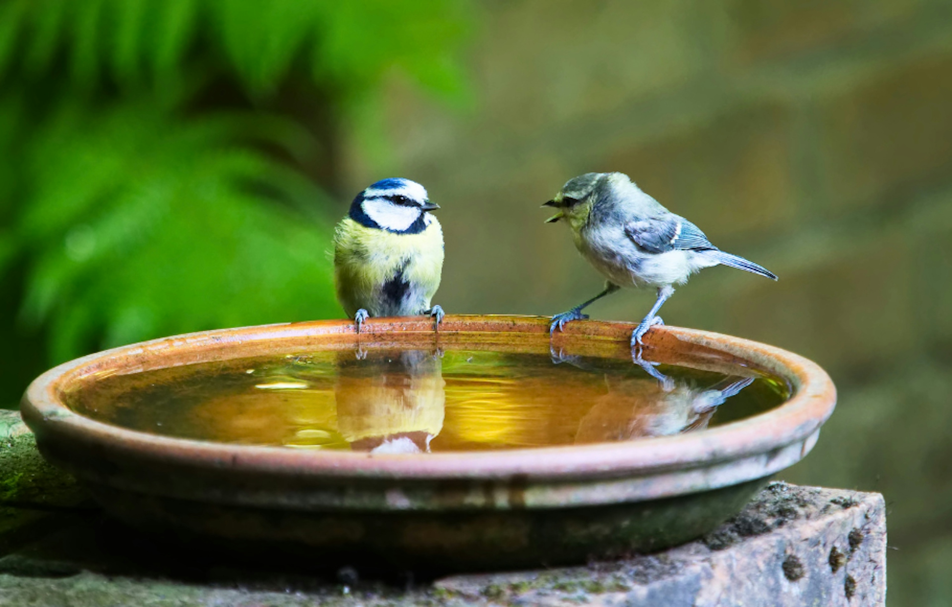 two birds perched on a bird bath