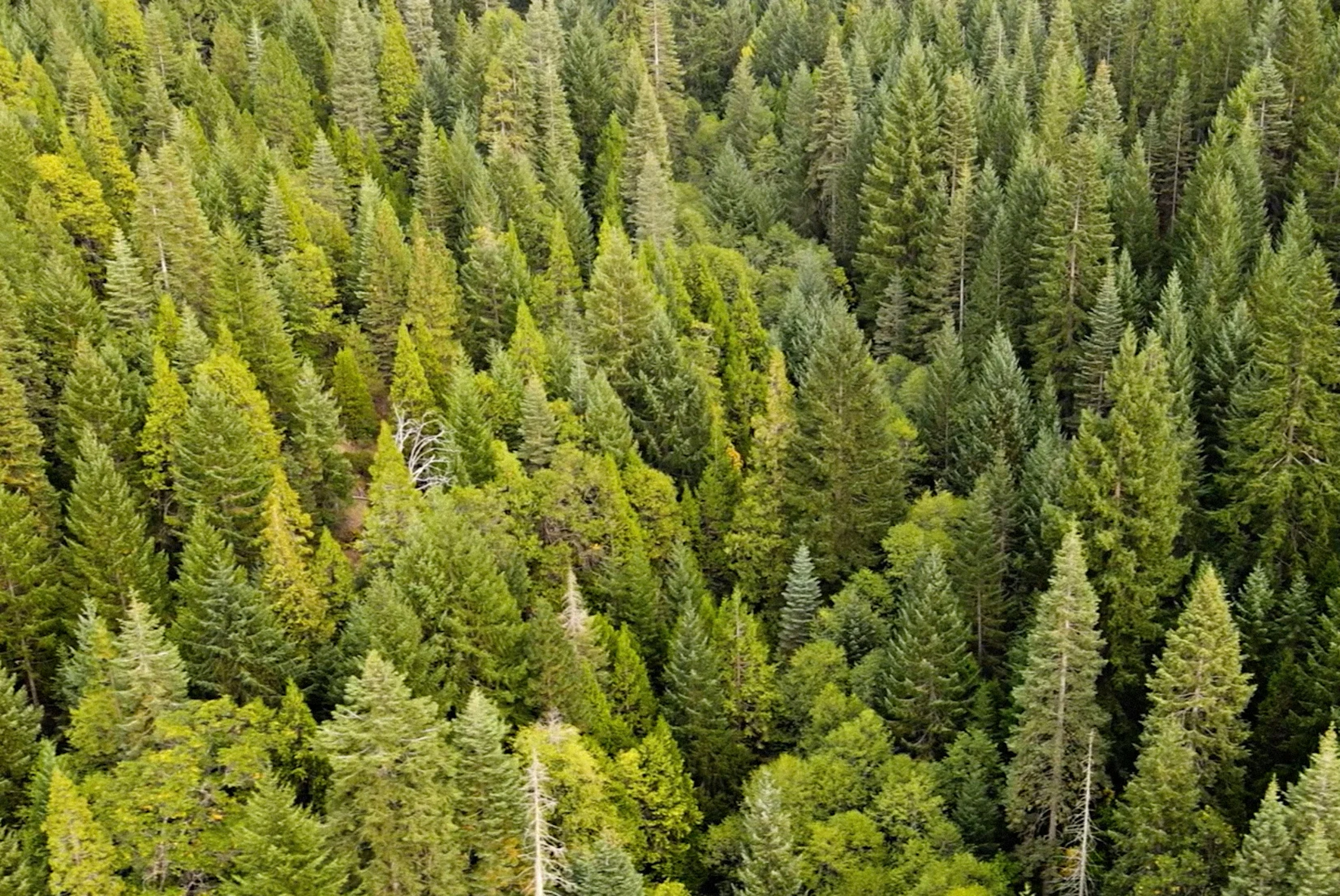 birds eye view of flourishing green forest